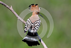 Hoopoe sits on a sloping branch with his back to the photographer