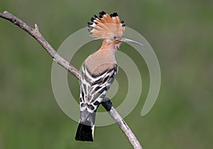 Hoopoe sits on a sloping branch with his back to the photographer