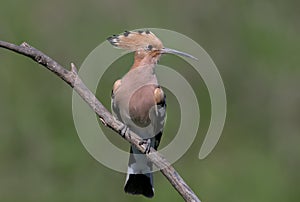 Hoopoe sits on a sloping branch with his front to the photographer