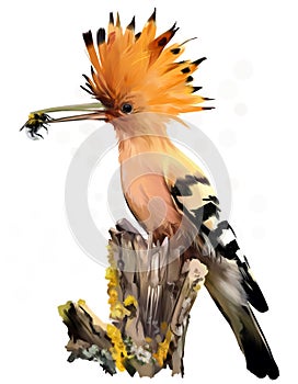 The hoopoe sits on the stump watercolor painting