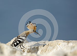 Hoopoe sitting on the rock