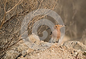 Hoopoe staring at camera, Bahrain