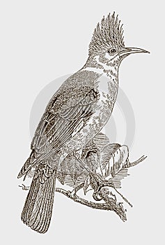 Hoopoe starling, fregilupus varius, an extinct bird from the mascarene islands in the indian ocean photo