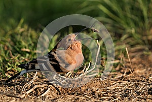 Hoopoe tossing its prey