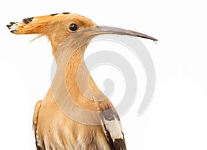 Hoopoe, Upupa. Beautiful bird, brown, with a long curved beak. Isolated