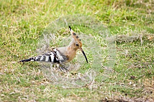 Hoopoe ( upupa epops )