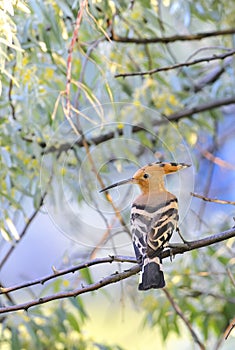 Hoopoe (Upupa epops)