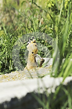 Hoopoe (Upupa epops)