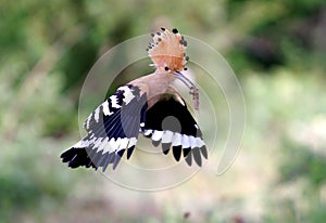 Hoopoe /Upupa epops/