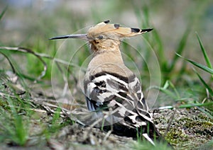 Hoopoe ( Upupa epops )