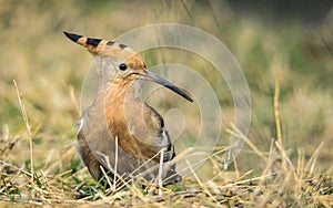 Hoopoe (Upupa epops)