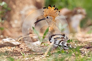 Hoopoe - Upupa epops