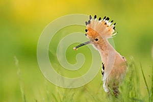 Hoopoe Upupa epops amazing colourfully bird with long beek with beautiful background
