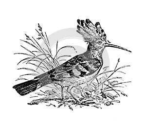 Hoopoe or Upupa epops bird / Antique engraved illustration from from La Rousse XX Sciele