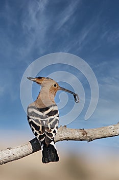 Hoopoe or Upupa epops, bucerotiform bird of the Upupidae family.