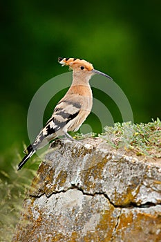 Hoopoe, Upupa epops, nice orange bird with crest sitting sand hill in the summer meadow, Hungary. Beautiful bird in the nature hab