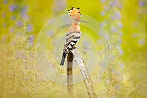 Hoopoe, Upupa epops, nice orange bird with crest sitting by the violet flower on the summer meadow, Hungary. Beautiful bird in the