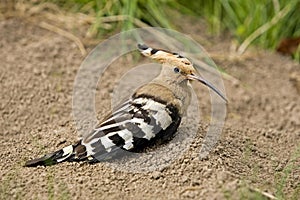 Hoopoe, upupa epops, Normandy