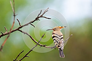 The Hoopoe or Upupa Epops perched on a tree