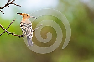 The Hoopoe or Upupa Epops perched on a tree