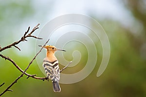 The Hoopoe or Upupa Epops perched on a tree