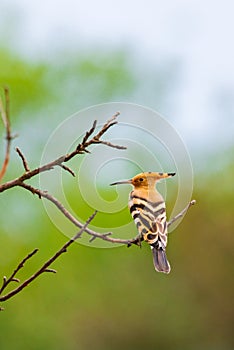 The Hoopoe or Upupa Epops perched on a tree