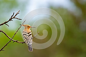 The Hoopoe or Upupa Epops perched on a tree photo