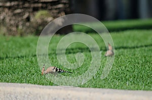 Hoopoe Upupa epops searching for food.