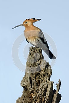 Hoopoe, Upupa epops, in Serengeti National Park