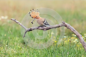 The hoopoe Upupa epops sitting on the branch with prey in a beak