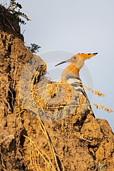 Hoopoe, Upupa epops, sitting on ground, bird with orange crest.