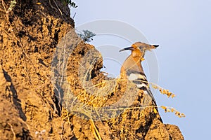 Hoopoe, Upupa epops, sitting on ground, bird with orange crest.