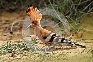 Hoopoe, Upupa epops, sitting in the sand, bird with orange crest, Spain. Beautiful bird in the nature habitat. Animal from