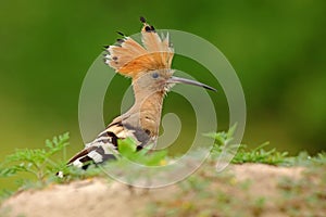 Hoopoe, Upupa epops, sitting on the stone, bird with orange crest, Italy