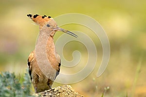 The hoopoe Upupa epops stands on rock