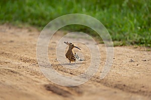 Hoopoe or Upupidae bird on a forest track at keoladeo national park bharatpur rajasthan india asia