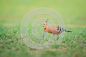 Hoopoes bird feed in beautiful green grass