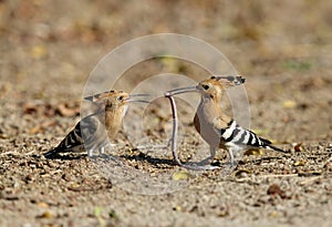 Hoopoes with earthworm