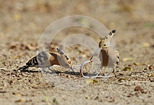 Hoopoes with earthworm