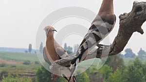 Hoopoes are sitting on a branch and looking around