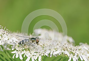 Hooverfly resting on flower photo