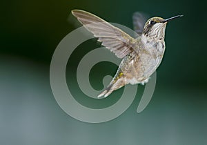 Hoovering humming bird