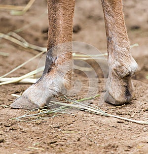 Hooves