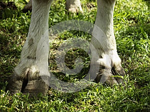 Hooves