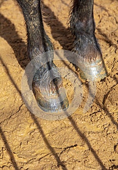 Hooves of an animal on sand in a zoo