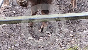 Hooves of a bison standing in the mud close-up