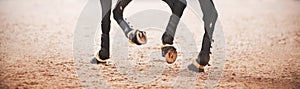 The hooves of a black horse trot across an outdoor sandy arena. Equestrian sports. Horseshoes