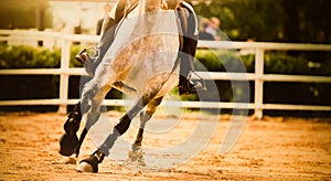 The hooves of a dappled gray horse galloping across a sandy arena on a sunny summer day. Equestrian sports and horse riding