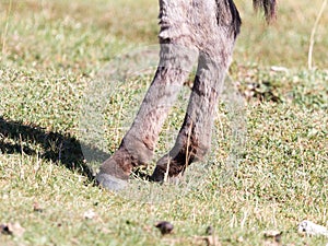 Hooves of a donkey in nature