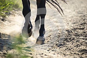 Hooves in dust photo